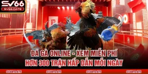 Đá Gà Online - Xem Miễn Phí Hơn 300 Trận Hấp Dẫn Mỗi Ngày