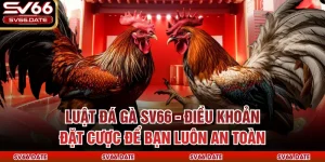 Luật Đá Gà SV66 - Điều Khoản Đặt Cược Để Bạn Luôn An Toàn