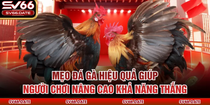 Mẹo đá gà hiệu quả giúp người chơi nâng cao khả năng thắng