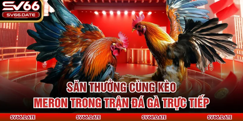 Săn thưởng cùng kèo Meron trong trận đá gà trực tiếp