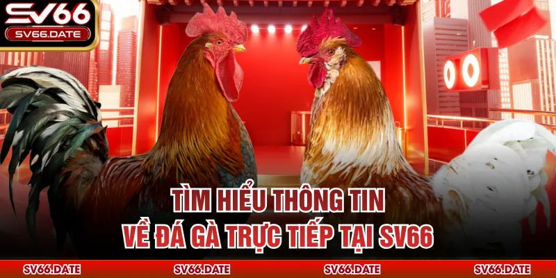 Tìm hiểu thông tin về đá gà trực tiếp tại SV66
